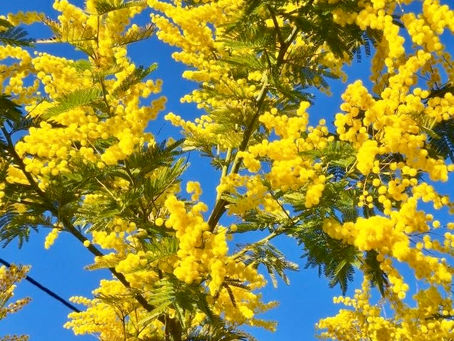 MIMOZA, kraljica pomladi