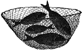 Fish in Net