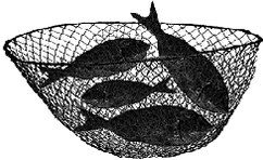 Fish in Net