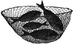 Fish in Net