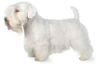 Sealyham terrier.JPG