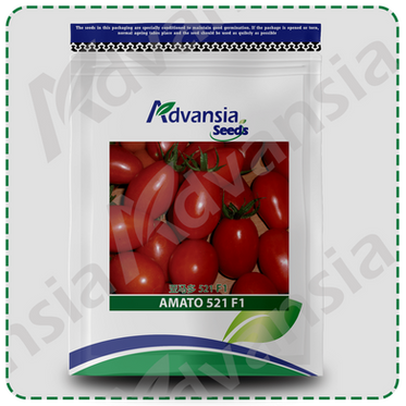 Tomato Amato 521 F1 