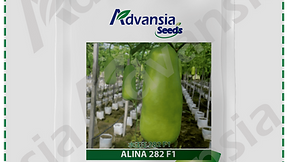 Bottle Gourd Alina 282 F1 