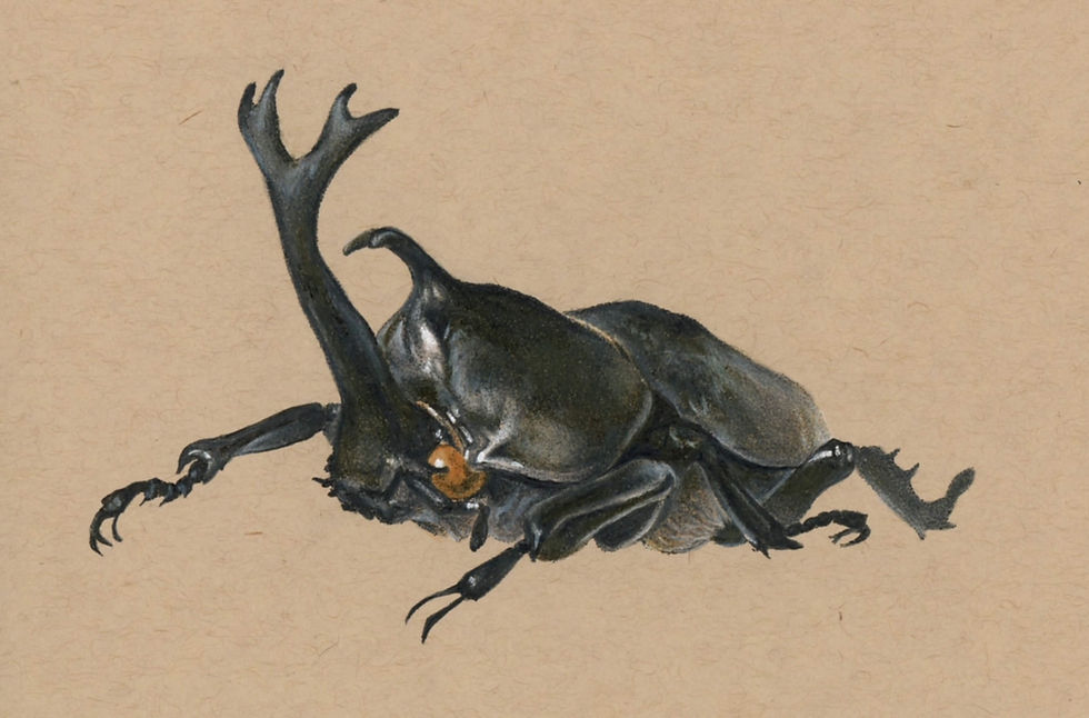 Trypoxylus dichotomus Print