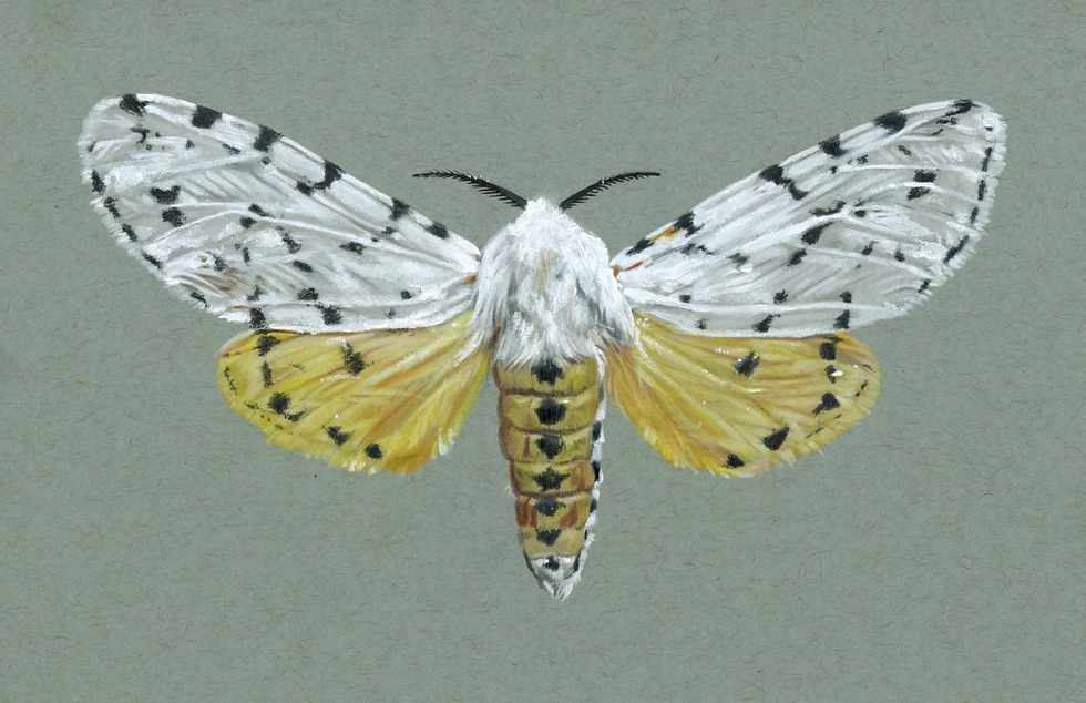 Estigmene acrea Print