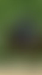 Dressurturnier des PSV Linz in Oberösterreich