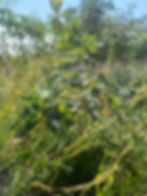 Kirkpatrick cert 1 - Mikki Boughton