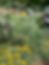 Benton County- Intro to Waterwise Gardening with Native Plants
