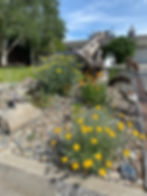 WhoIsBlooming_OregonSunshine_Blanketflower_Common_CulivarYarrow_BlueFlax(Late May)