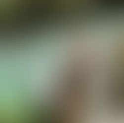 Hannah + Jake's wedding elopement ceremony at Cornish Tipi Holidays in Cornwall