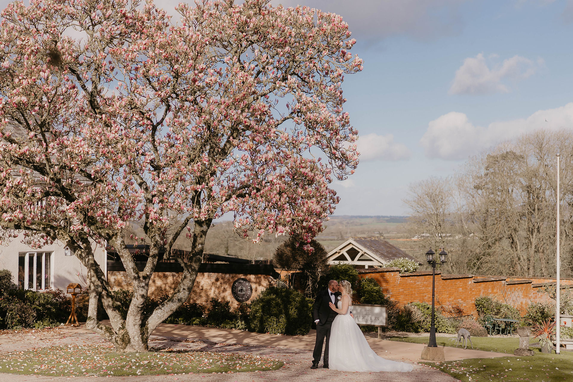 bride and groom under magnolia tree at upton barn devon spring time march