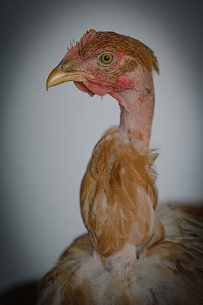 2025_07_28_FIGEAGUET_POULETS_22.jpg