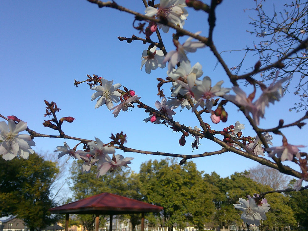 桜の季節ですね🌸