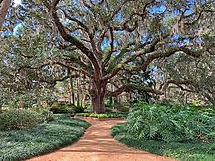 Washington Oaks Tree.jpg