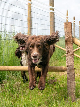 Disney Dog Field in Norton Disney, Lincolnshire.