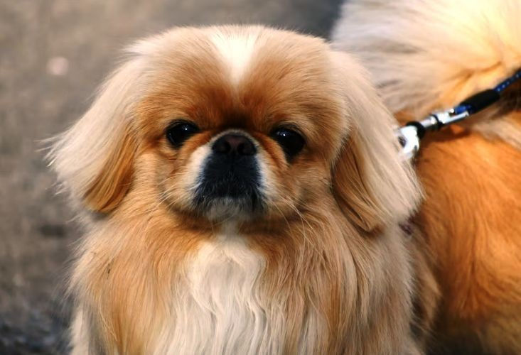 Care Tips For Japanese Chins