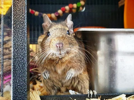 Housing Degus