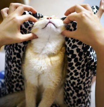 Why Do Cats Rub Their Face On Things?