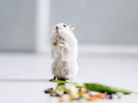 Does My Hamster Need a Friend?