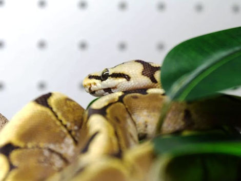 Humidity and Substrate For Ball Pythons