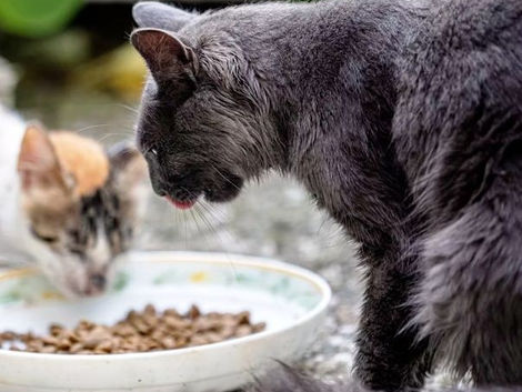 Why Do Cats Try To Cover Their Food?