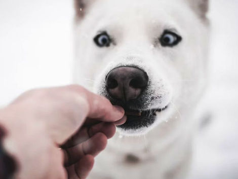 Is It Normal For Dogs To Chew And Lick Their Paws?