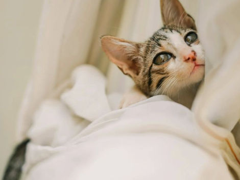 These Daily Habits Could Be Causing Pain In Cats
