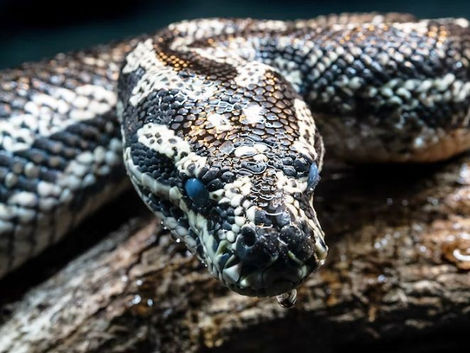 Snake Myths And Misconceptions