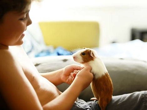 How Can I Play With My Guinea Pig?