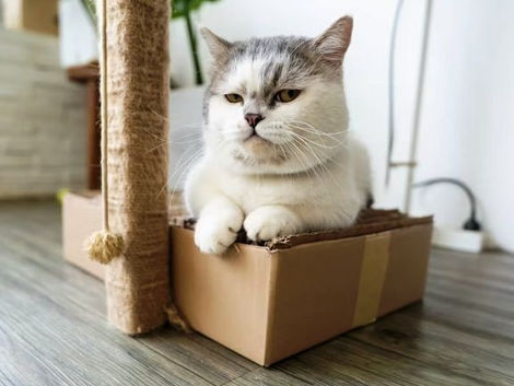 Supplements For Cats
