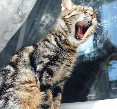 Spraying Problems In Cats