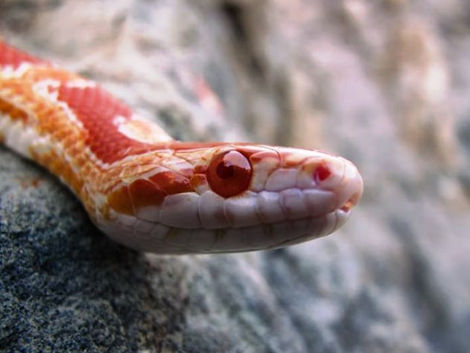 Lighting Set-Up for Pet Snakes
