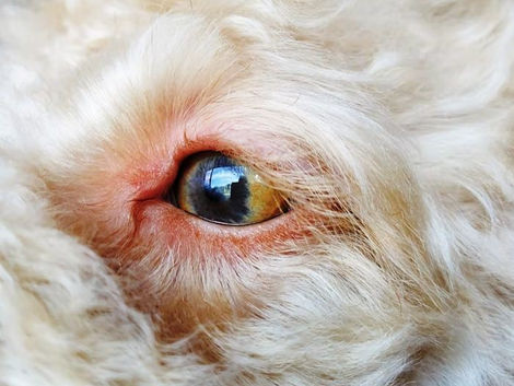 Are All Eye Wipes Safe For Dogs?