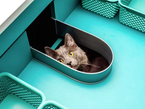 Accessibility Of The Litter Box: Keep Doors Open For Your Cat