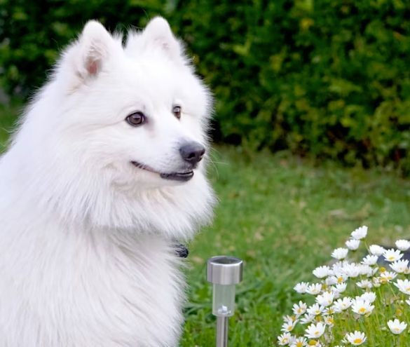 Japanese Spitz Dogs Around Children And Other Pets