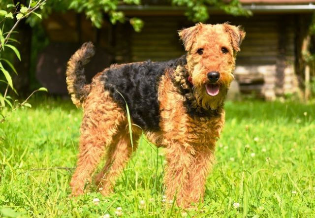 catanddogclinicofbellevue-terriers-animal-hospital-bellevue-wa