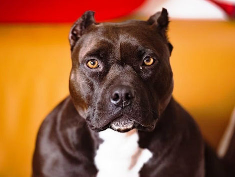 Obesity In Pit Bulls