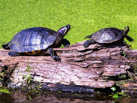Basking Is Important For Red-Eared Sliders
