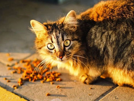 What Makes Good Quality Cat Food?