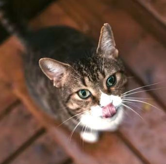 Can Cats Eat Eggs?