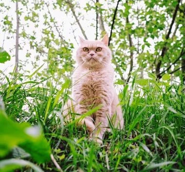 British Longhair Is A Mixed Breed Cat