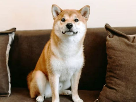 Grooming Requirements Of Akita Dogs