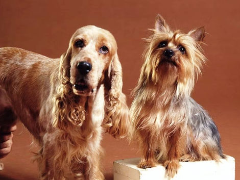How To Feed Dogs Coconut Oil