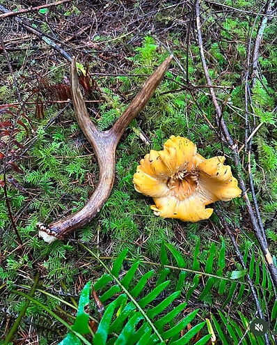 Chanterelle mushroom and Deer Antler