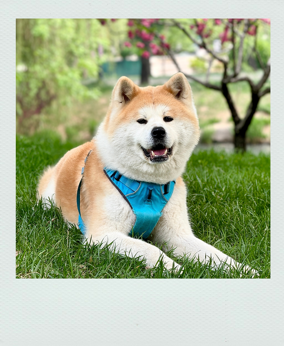 alkdsj.png