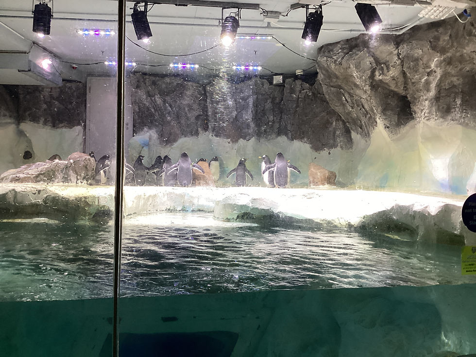 Reception MP trip to the Sea Life Centre