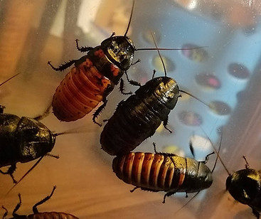 ColorfulRoaches.jpg