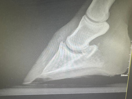 Bridging the Gap: A Comprehensive Guide for Farriers and Horse Owners on Collaborating with Veterinarians for Hoof Radiographs