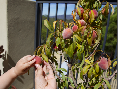 texas peach, Fredericksburg, miniature peach tree, California peaches, patio garden, first harvest, Aleah Lauren