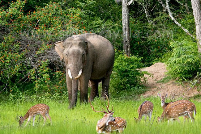 yala-national-park-sri-lanka-elephant-01